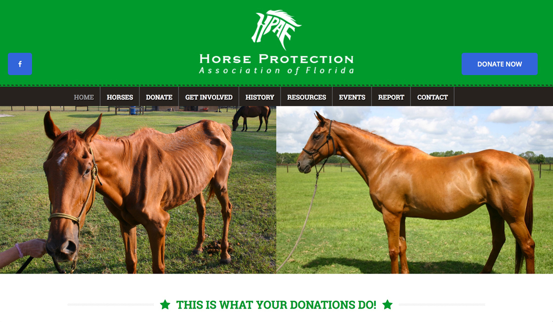 horse-protection-association-of-florida-image-2